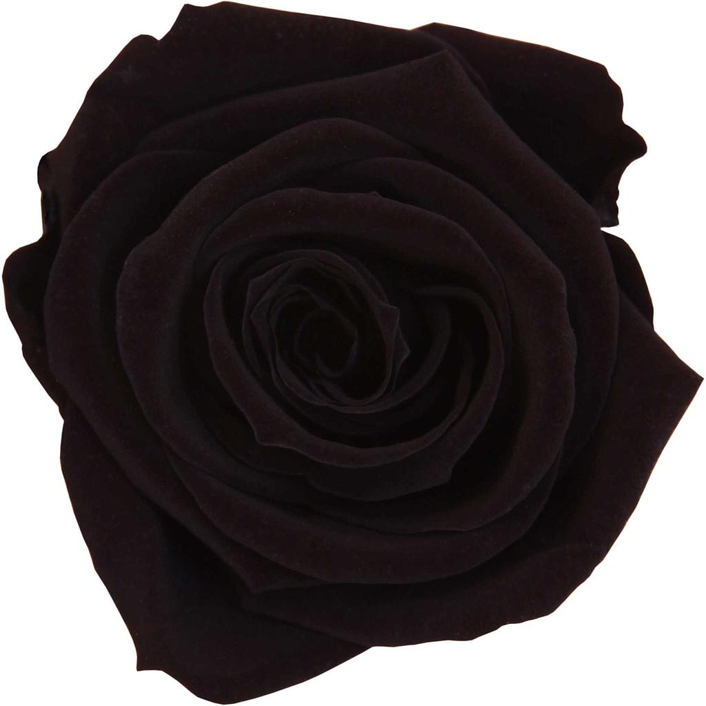 ROSE NOIRE x6 TETES_VEGETAL STABILISE_EXTRA NOIR_RSX2990  