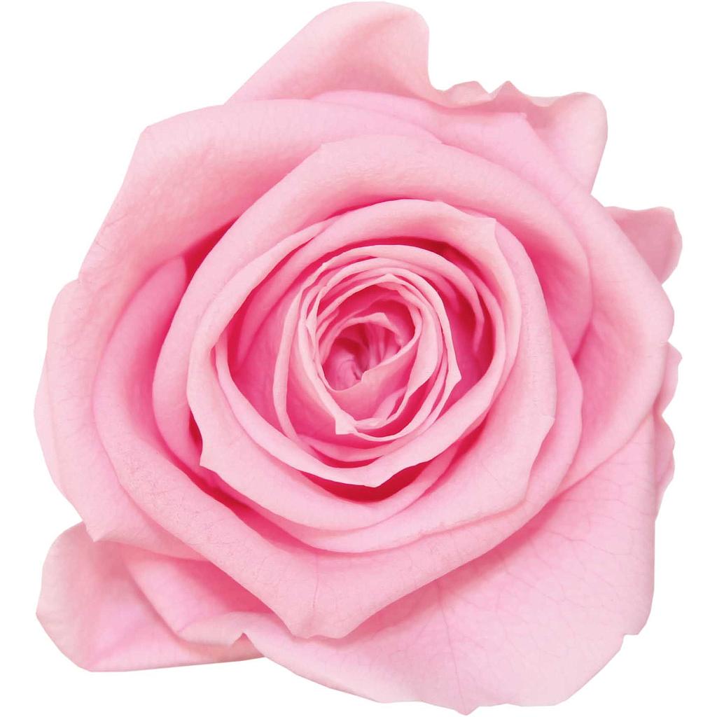 ROSE ROSE PASTEL_x6 TETES_VEGETAL STABILISE_EXTRA_RSX2470