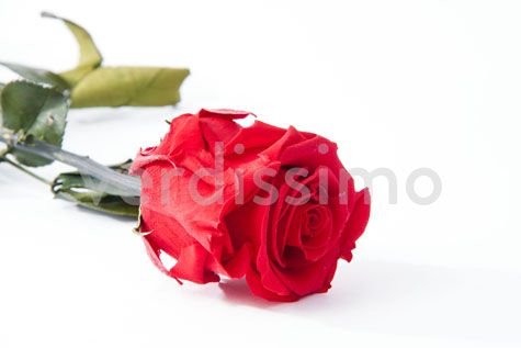 ROSE TIGE_VEGETAL STABILISE_ROUGE_PRZ3200 