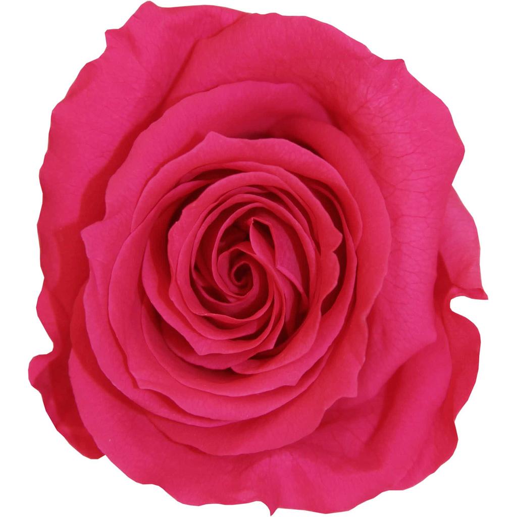 ROSE TIGE_VEGETAL STABILISE_ROSE FONCE_PRZ3490 