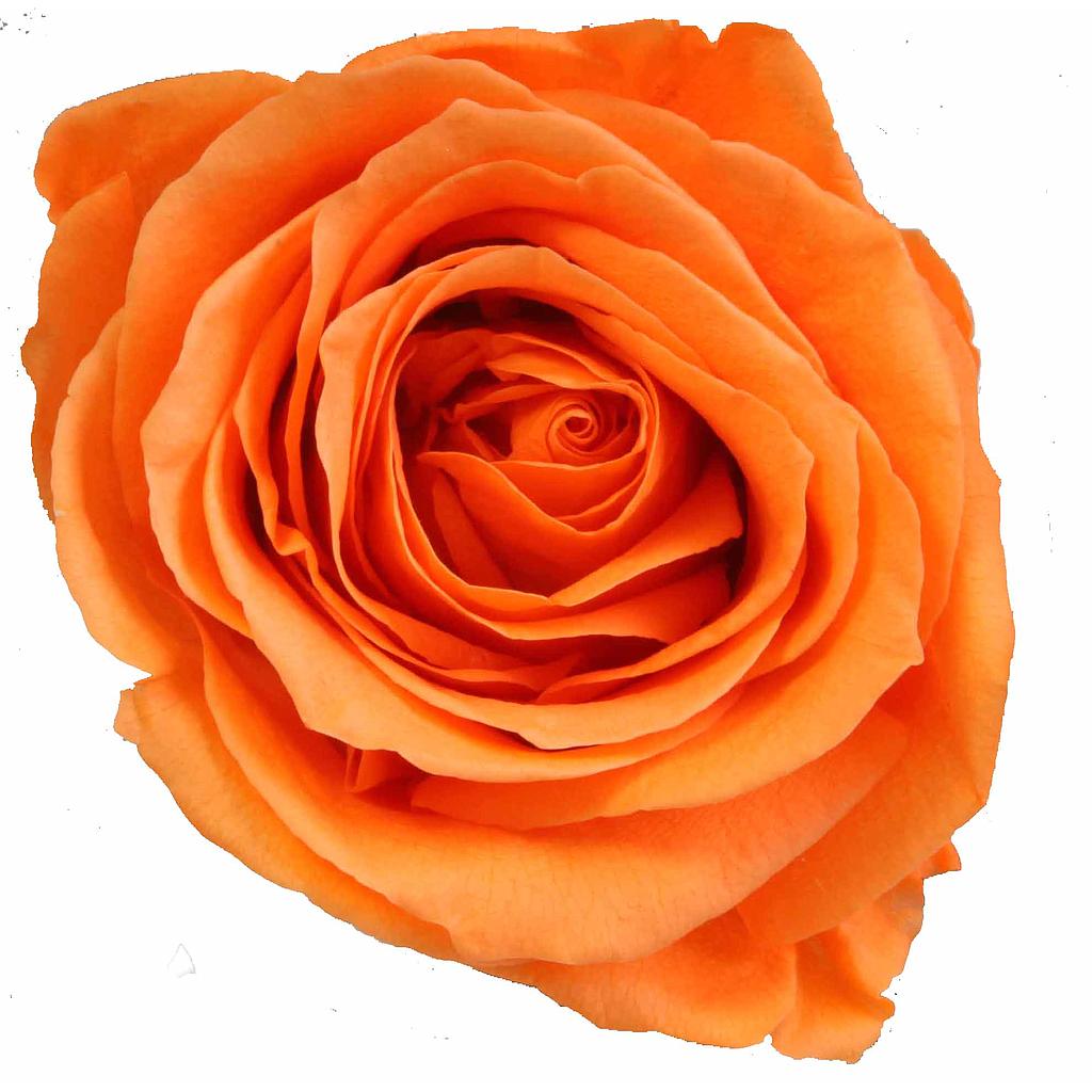 ROSE TIGE_VEGETAL STABILISE_ORANGE_PRZ3530 