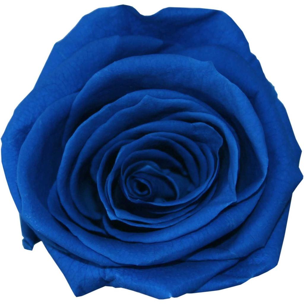 ROSE TIGE_VEGETAL STABILISE_BLEU FONCE_PRZ3630 