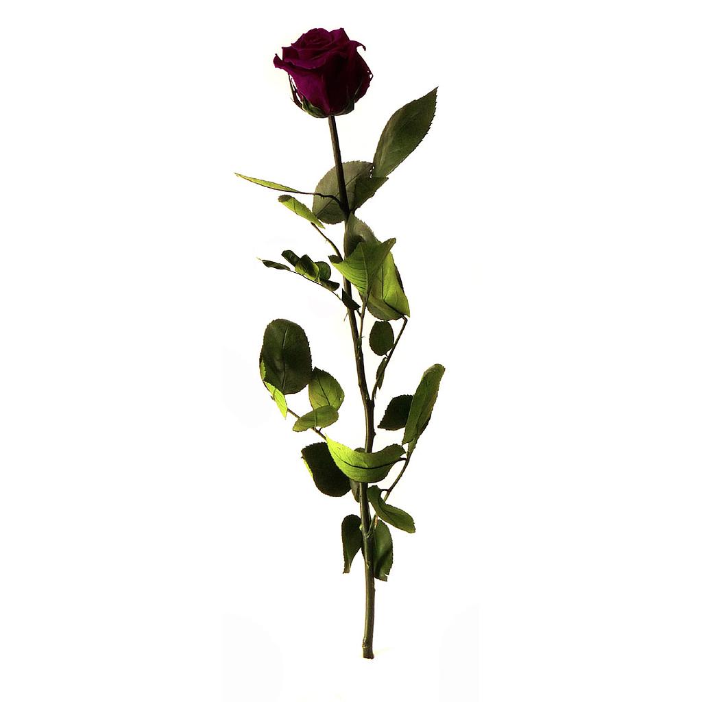 ROSE TIGE ROUGE FONCE_VEGETAL STABILISE_BURGUNDY_PRZ3800 