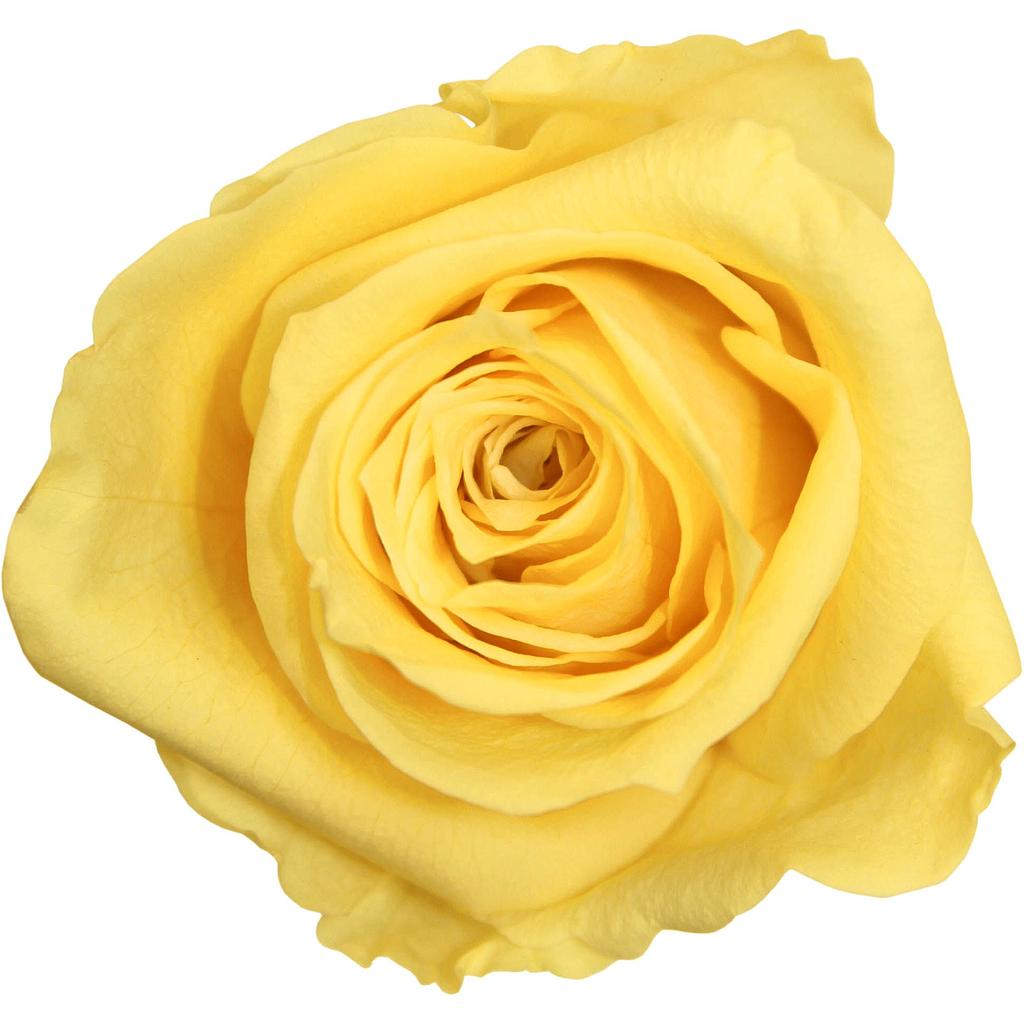 ROSE JAUNE x6 TETES_VEGETAL STABILISE_EXTRA JAUNE_RSX2350 