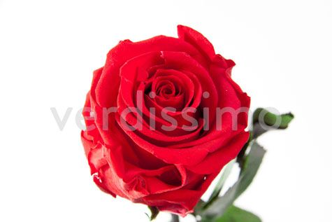 ROSE PREMIUM TIGE_VEGETAL STABILISE_GROS BOUTON_ROUGE_PRZ7201