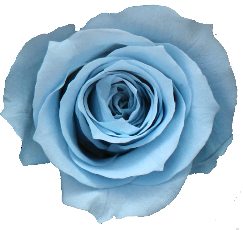 ROSE TIGE_VEGETAL STABILISE_BLEU PALE_PRZ3640 