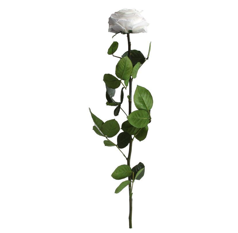 ROSE PREMIUM TIGE_VEGETAL STABILISE_GROS BOUTON_BLANC_PRZ7001