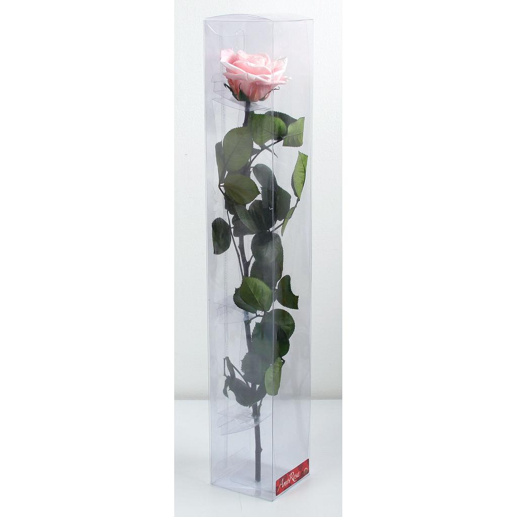 ROSE PREMIUM TIGE_VEGETAL STABILISE_GROS BOUTON_ROSE_PRZ7421