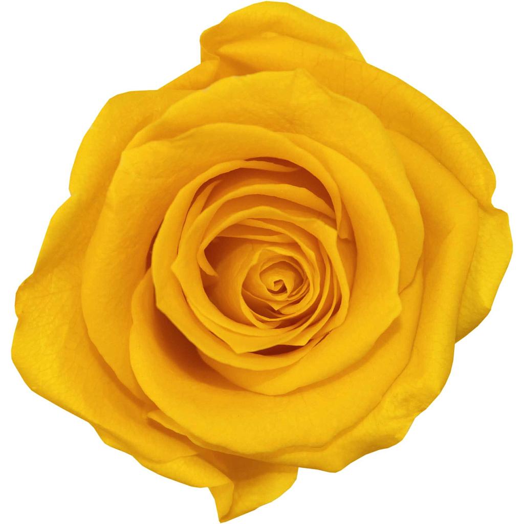 BOITE 6 TETES DE ROSE_VEGETAL STABILISE_JAUNE_RST2350