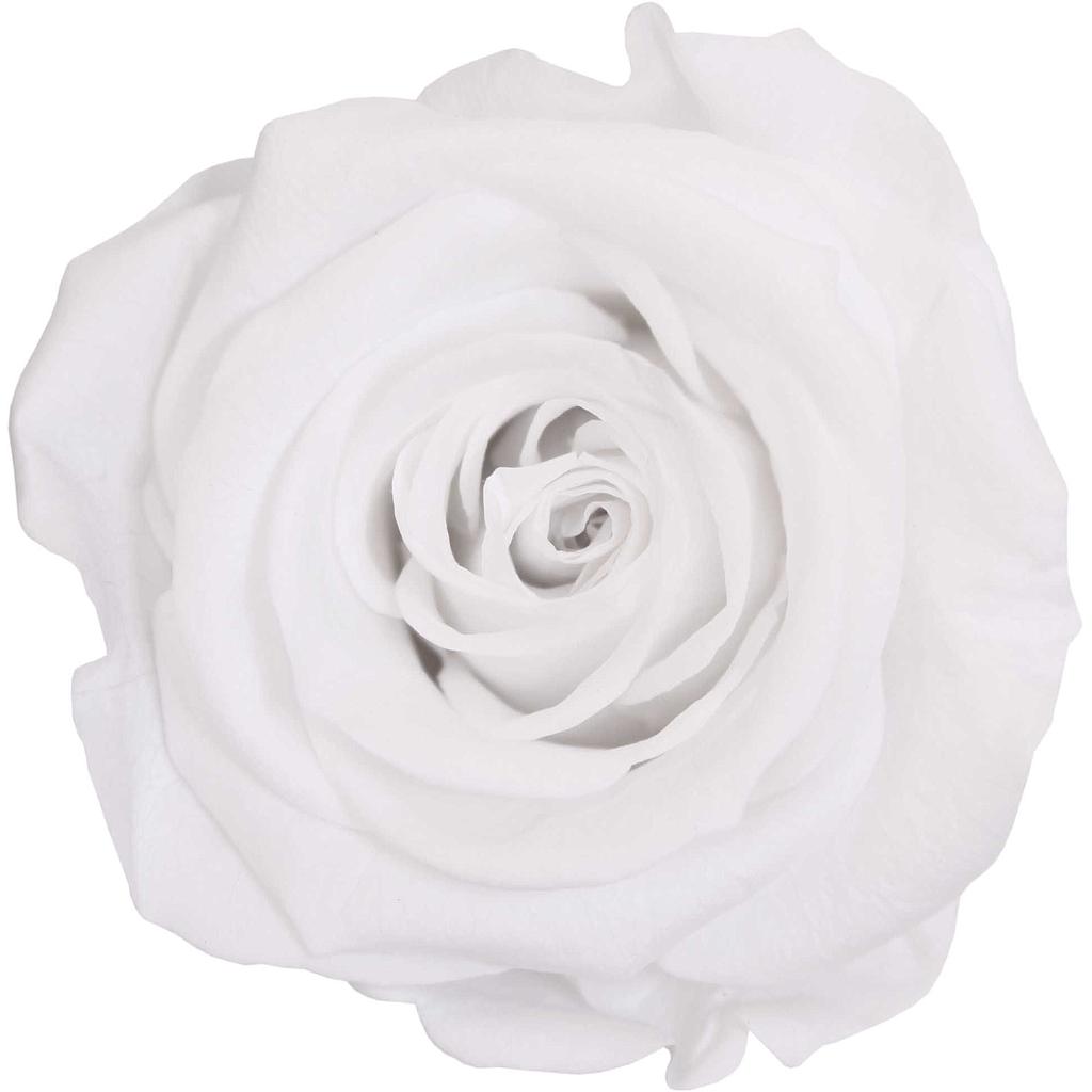 BOITE 6 TETES DE ROSE_VEGETAL STABILISE_BLANC_RST2000