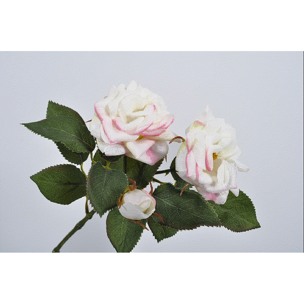 ROSE_BLANC ROSE_37cm_119031