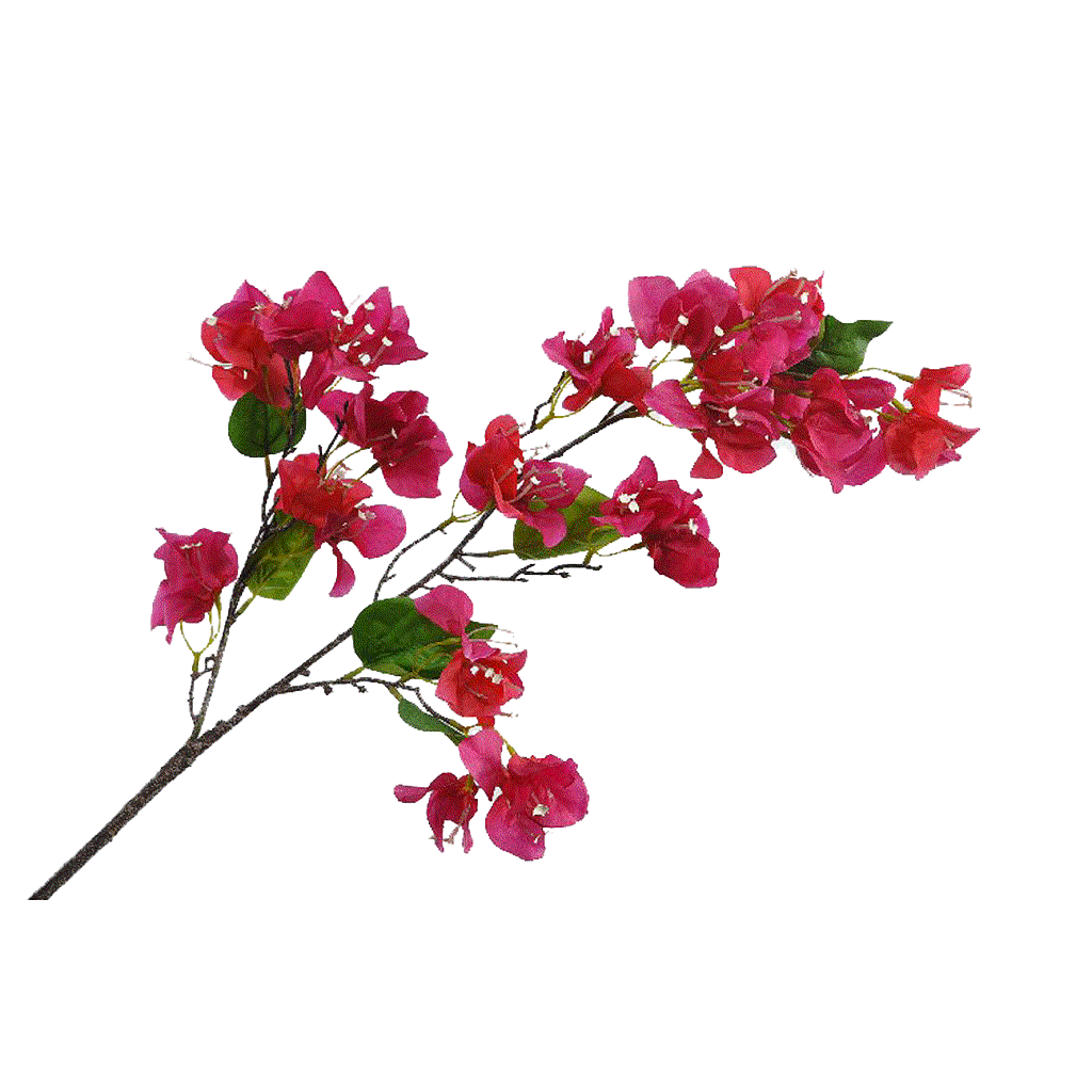 BOUGAINVILLIER_FUCHSIA_102cm_122413