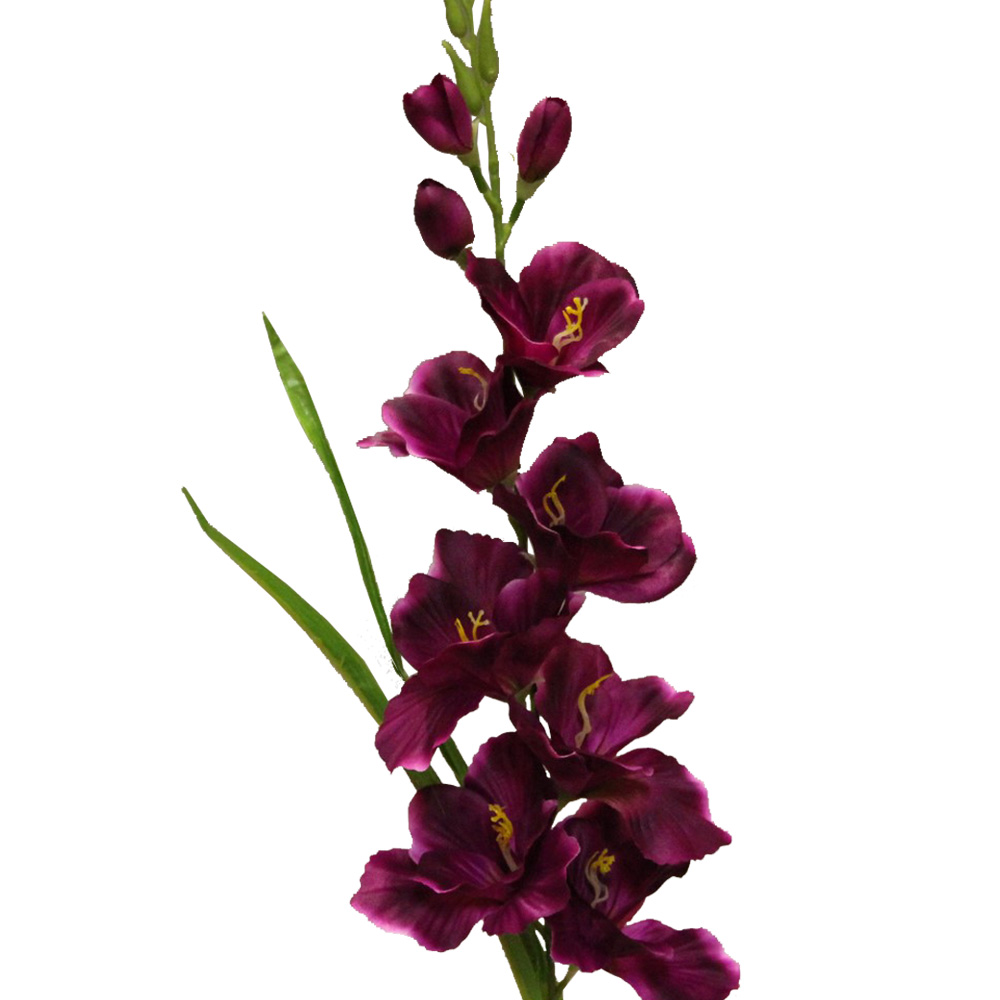 GLAIEUL_VIOLET_PRUNE_1416860_V