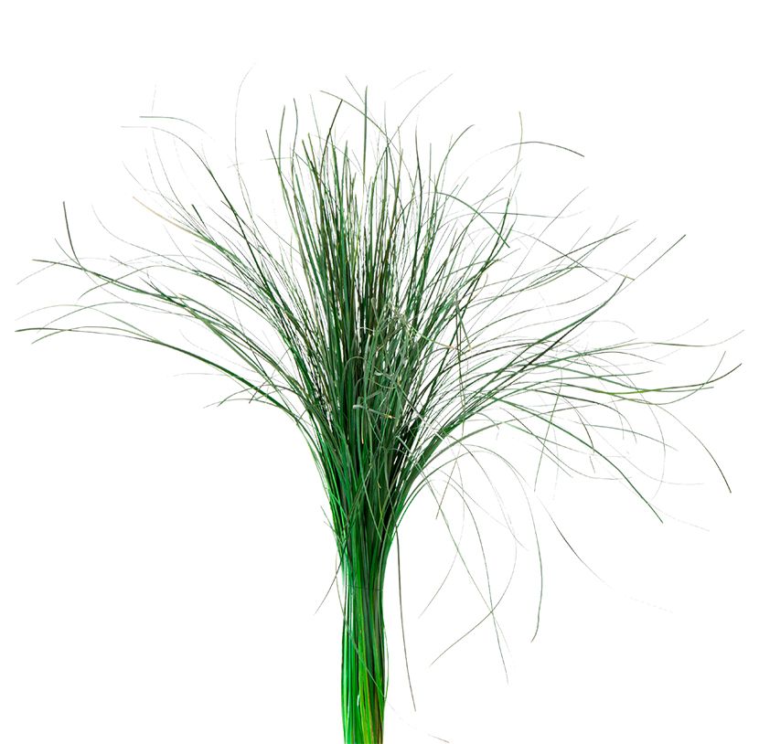 BOTTE BEARGRASS_VEGETAL STABILISE_VERT_BEA 0105