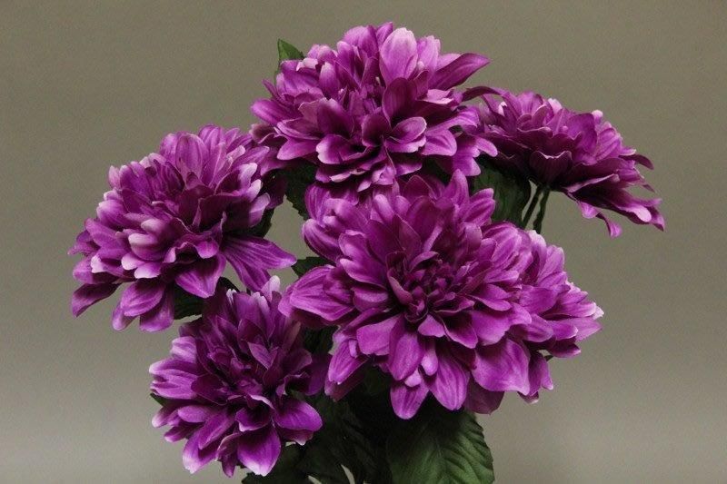 BOUQUET DAHLIAx7_MAUVE_F5259_M