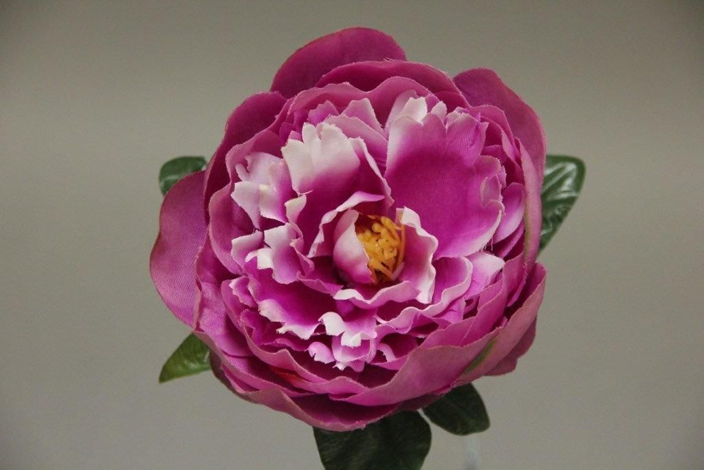 PIVOINE AVEC FEUILLES _MAUVE_1415948_M