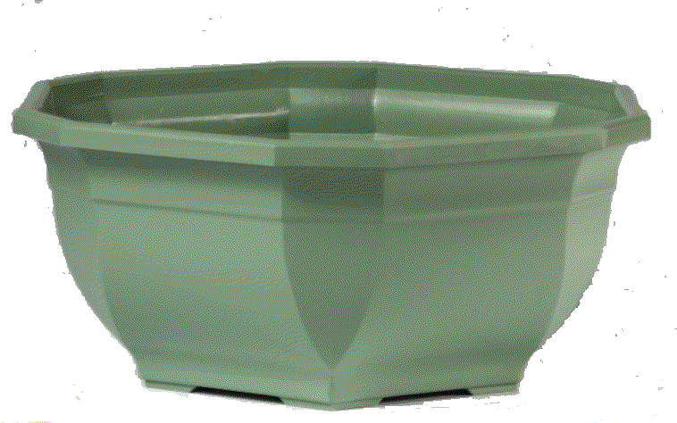 COUPE OCEA Diam 17cm_VERT SAPIN_CO3100