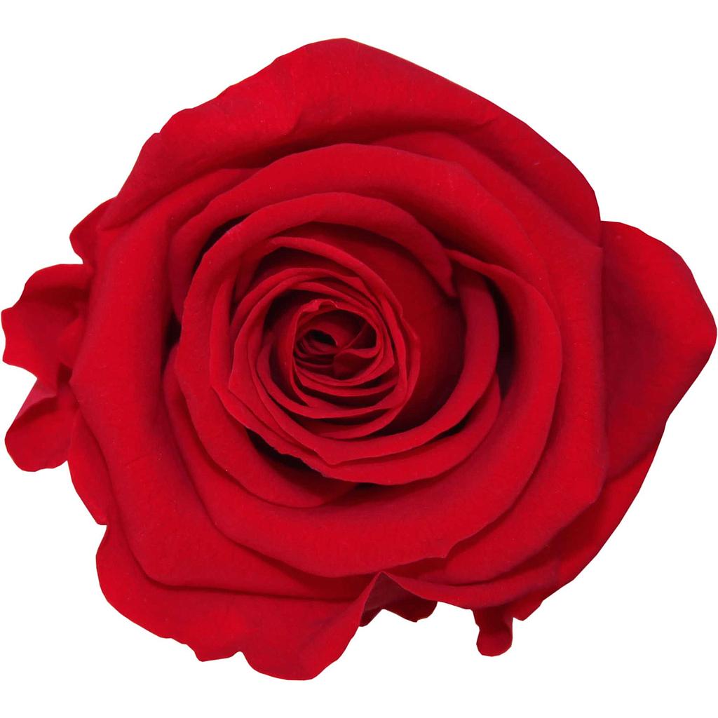 BOITE 6 TETES DE ROSE_VEGETAL STABILISE_ROUGE_RST2200