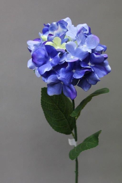 HORTENSIA_BLEU_392609_B