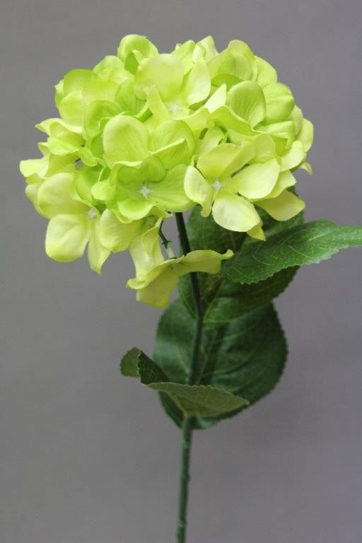 HORTENSIA_VERT_392609_V