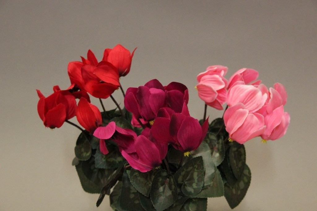 CYCLAMEN x7_ROSE_70153_PK