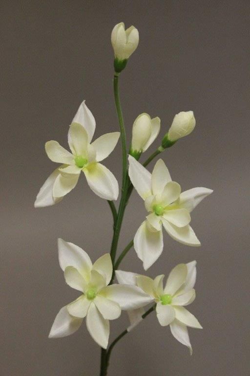 DENDROBIUM TIGE_CRÈME_114627_C