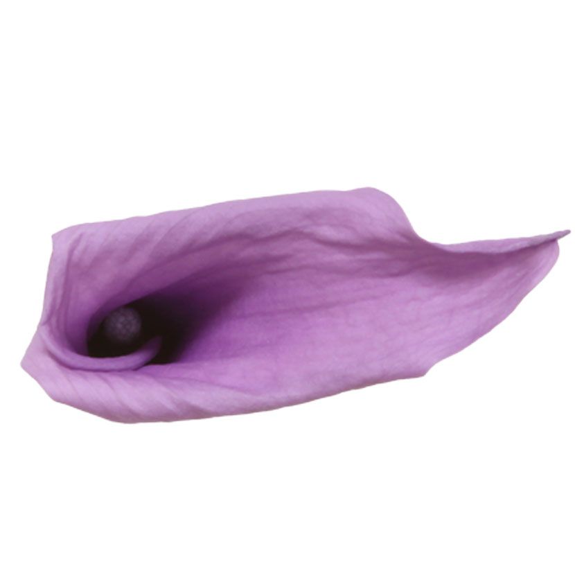 CALLA MINI x5pcs_VEGETAL STABILISE_LILAS_MCL5830