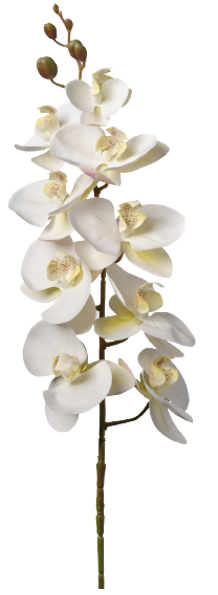 ORCHIDEE PHALAENOPSIS CREME 94CM_ 2FHZ1479-037